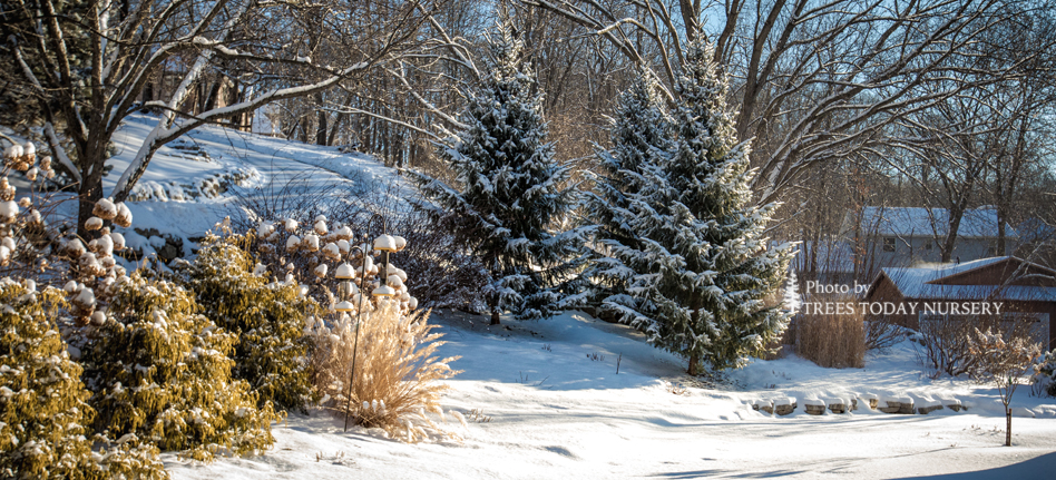 Winter scene