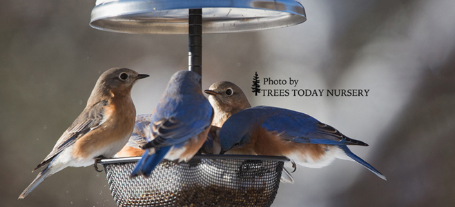 Bluebirds