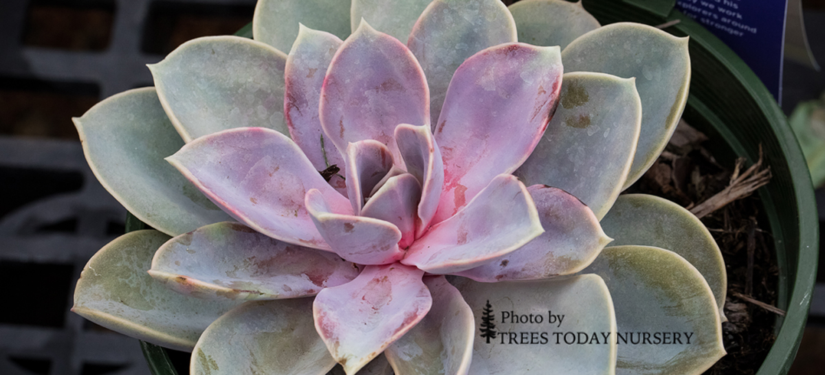 Slider Echeveria