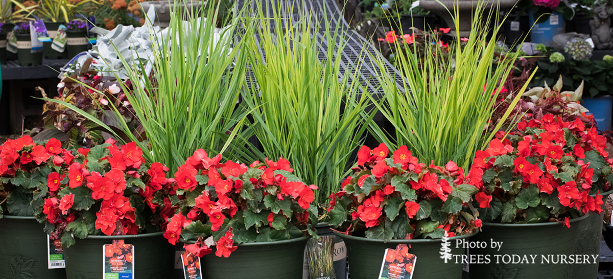 Slider begonia
