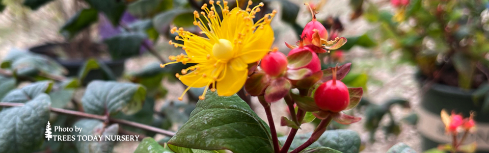 St Johns Wort Floralberry slider
