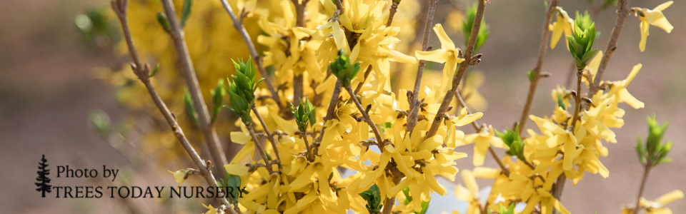 Forsythia slider