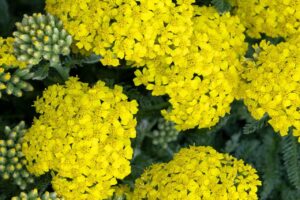 Achillea desert eve yellow yarrow