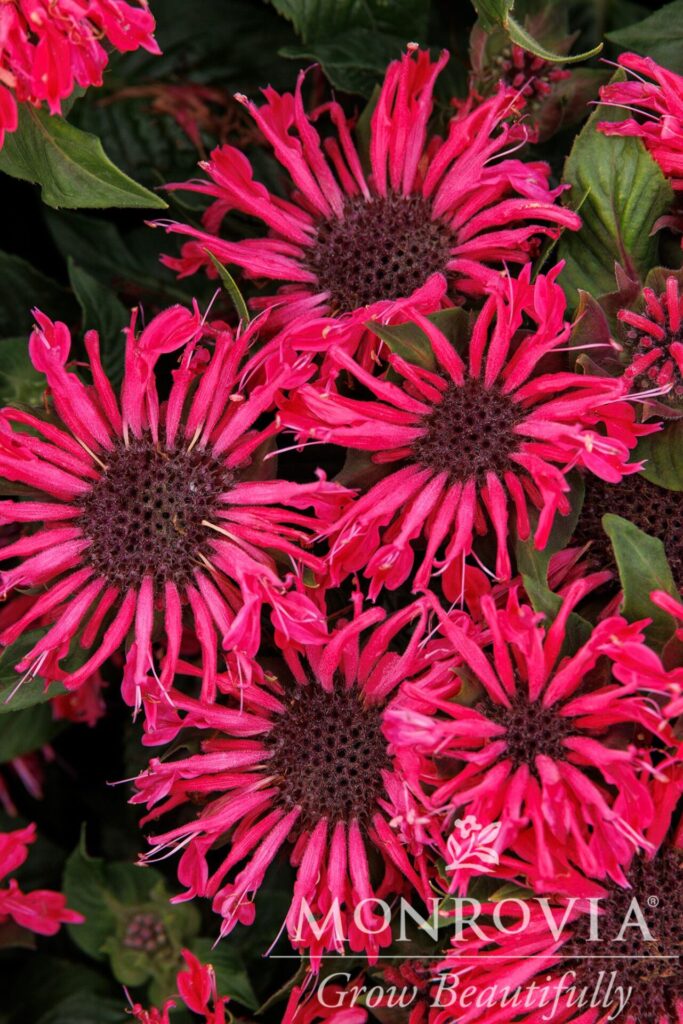 Pocahontas Red Rose Bee Balm - Trees Today Nursery