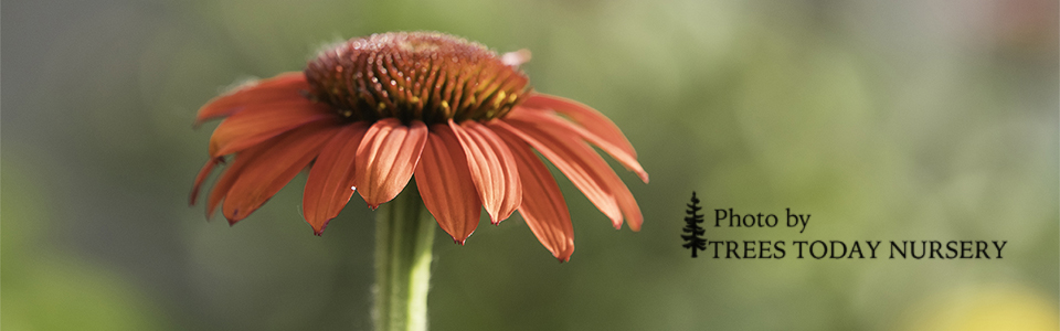 _93A0830-summer slider