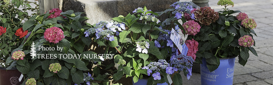 _93A0836-summer slider
