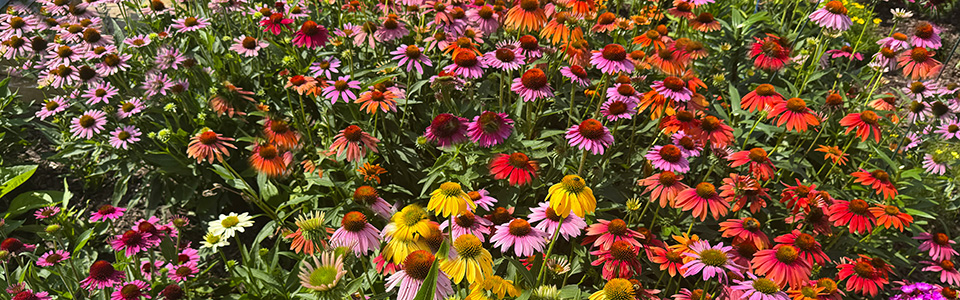 coneflower slider copy