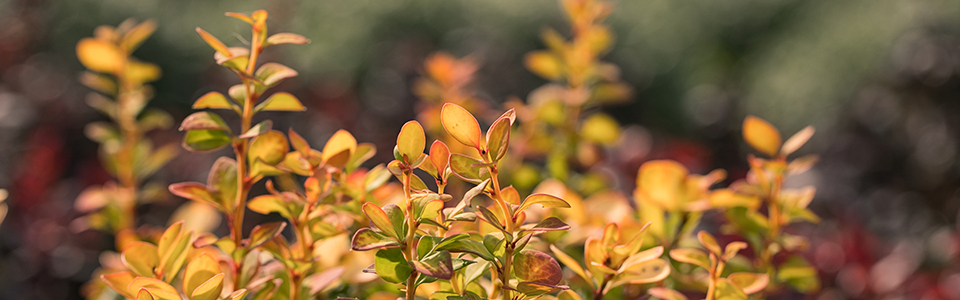 Fall slider barberry